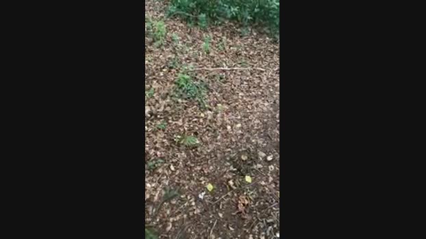 Outandabout85 27-08-2024 Recorded Video play