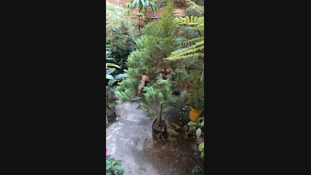 Sexylatinogay 06-09-2024 Recorded Video juicy