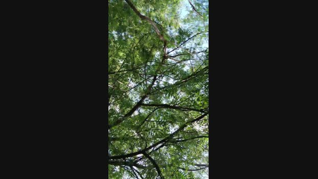 _Ottis_ 14-09-2024 Recorded Video fingers