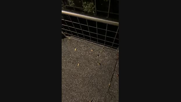 Foxfoxfox 16-09-2024 Recorded Video big