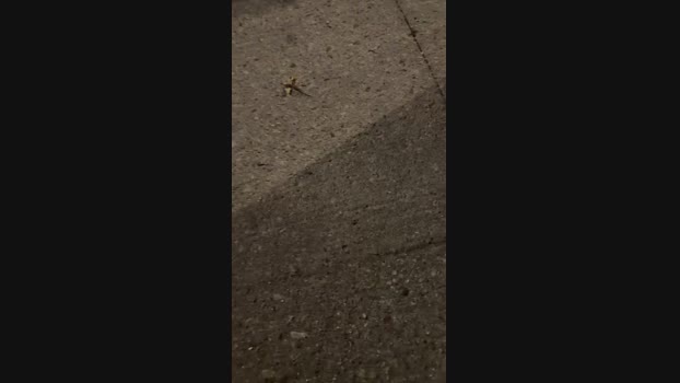 xito7 17-09-2024 Recorded Video Video