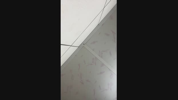 Foxfoxfox 18-09-2024 Recorded Video analtoy