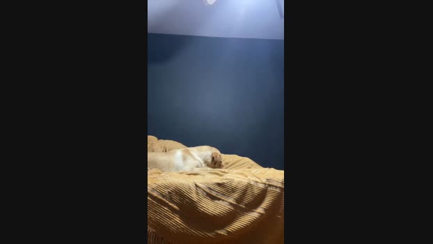 davarg24 08-10-2024 Recorded Video bigcock