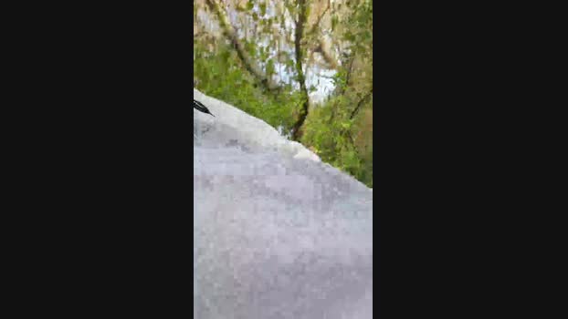 Gatinho_spain 12-10-2024 Recorded Video Download