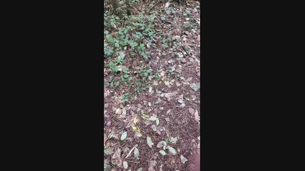 Outdoorgeil1 13-10-2024 Recorded Video fuckhard