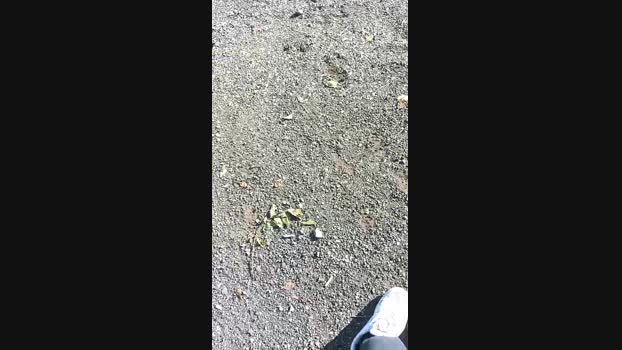 marcoroma57 13-10-2024 Recorded Video prettyface