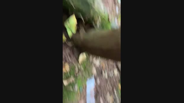 Diegomorbo_str 14-10-2024 Recorded Video analtoy