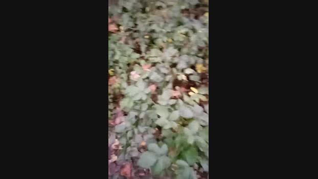 bearcruising39 18-10-2024 Recorded Video natural