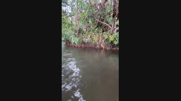 picudodf 18-10-2024 Recorded Video hard