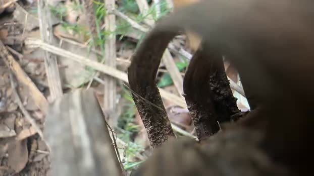 Guapospollon23c 25-10-2024 Recorded Video toy