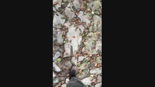 Zorro2024 27-10-2024 Recorded Video lush