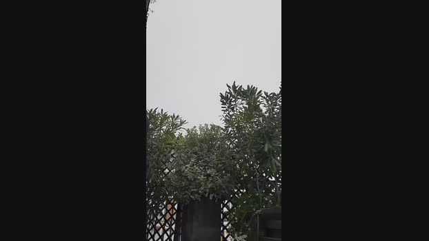 vyda4 31-10-2024 Recorded Video beautiful