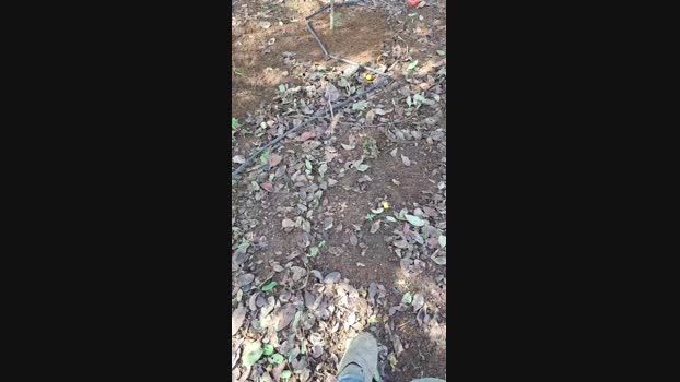 Ribeirosiebes 01-11-2024 Recorded Video natural