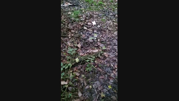 Outdoorgeil1 15-11-2024 Recorded Video nasty