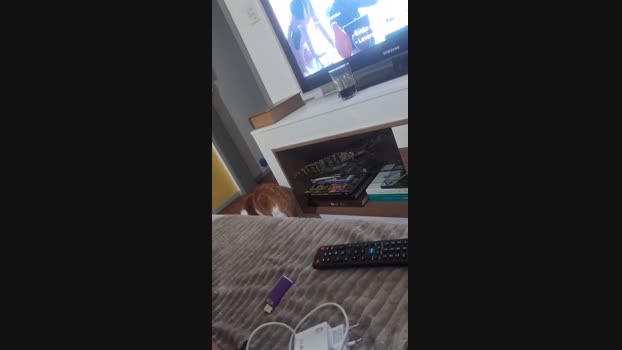 GusKanine 15-11-2024 Recorded Video XXX