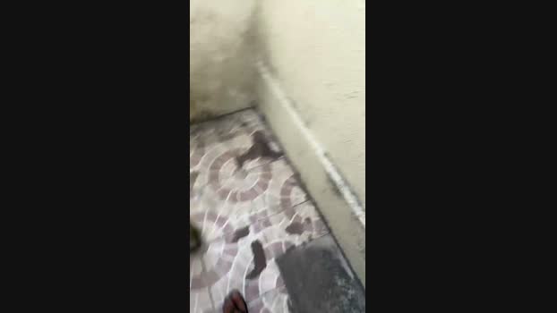 Dasul_01 17-11-2024 Recorded Video ass