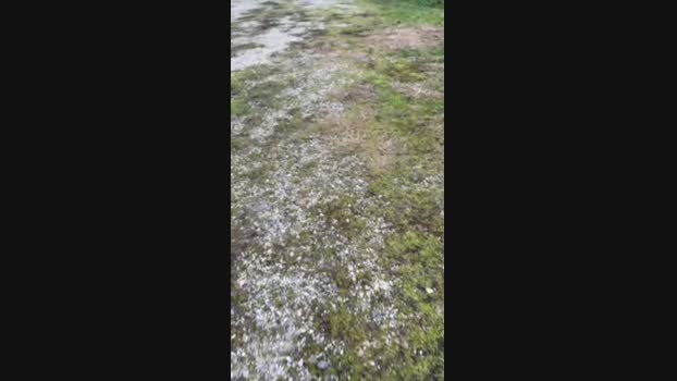 sempreilmio 19-11-2024 Recorded Video sweet