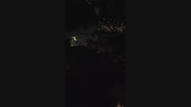 pollen_07 19-11-2024 Recorded Video deep