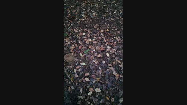 Outdoorgeil1 01-12-2024 Recorded Video fuck