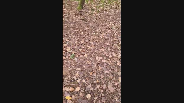 Outdoorgeil1 12-12-2024 Recorded Video harddick