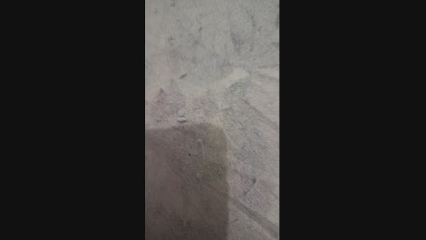 Vanluiz28 14-12-2024 Recorded Video lush