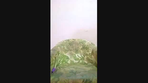 HCarioca24cm 19-12-2024 Recorded Video big
