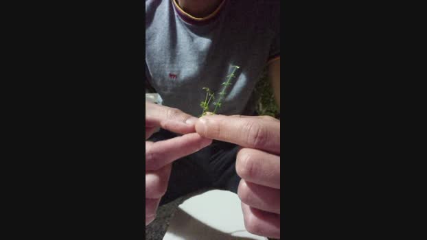 machofacha86 24-12-2024 Recorded Video Video