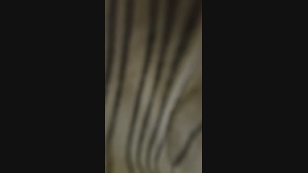Uber_dotCwb 31-12-2024 Recorded Video dirty