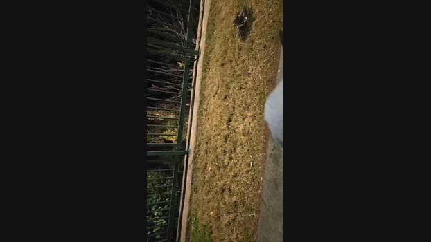 pollen_07 06-01-2025 Recorded Video Pretty