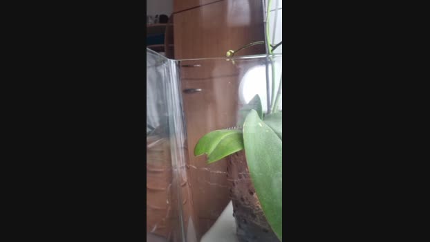 Doperman 12-01-2025 Recorded Video lovense