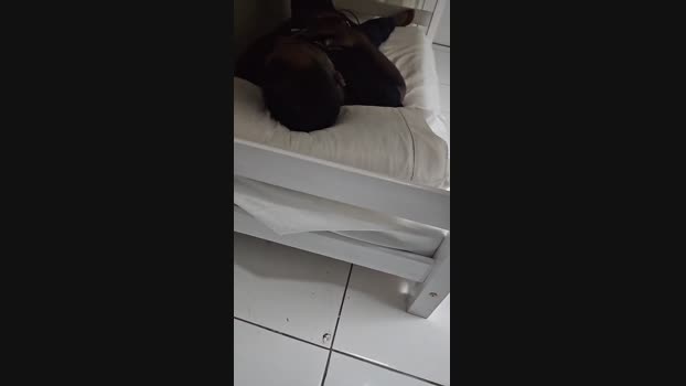 GAUCHOCoxudo