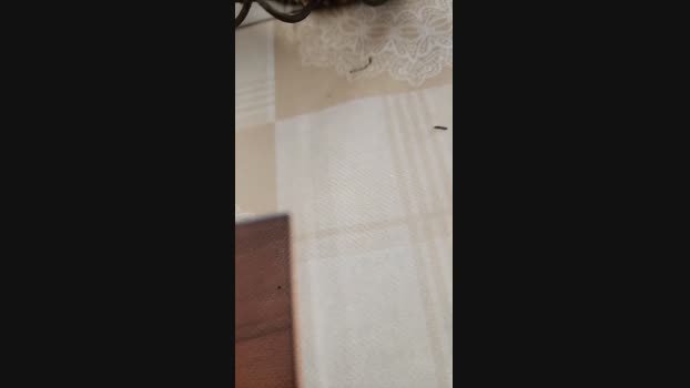leon_mag 26-01-2025 Recorded Video bigass