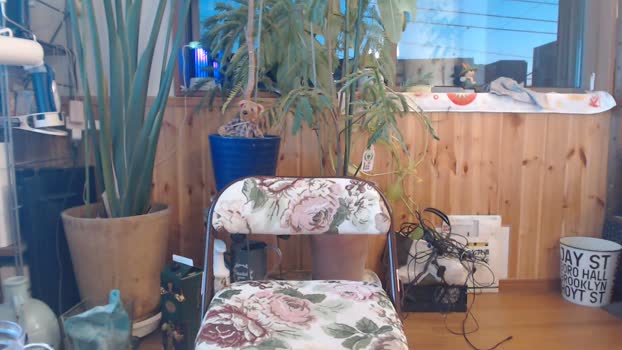 pao_onsen2 26-01-2025 Recorded Video jackoff