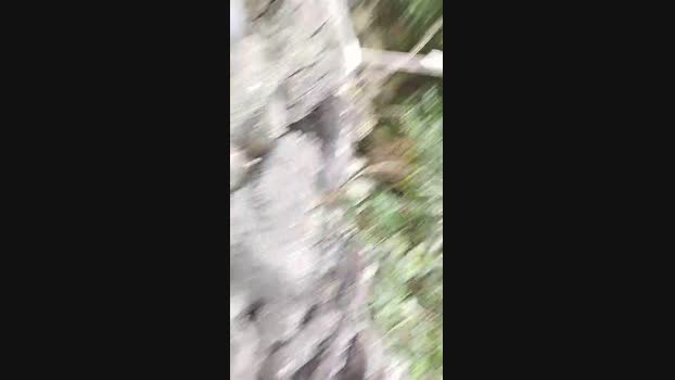 Gatonota 27-01-2025 Recorded Video strip