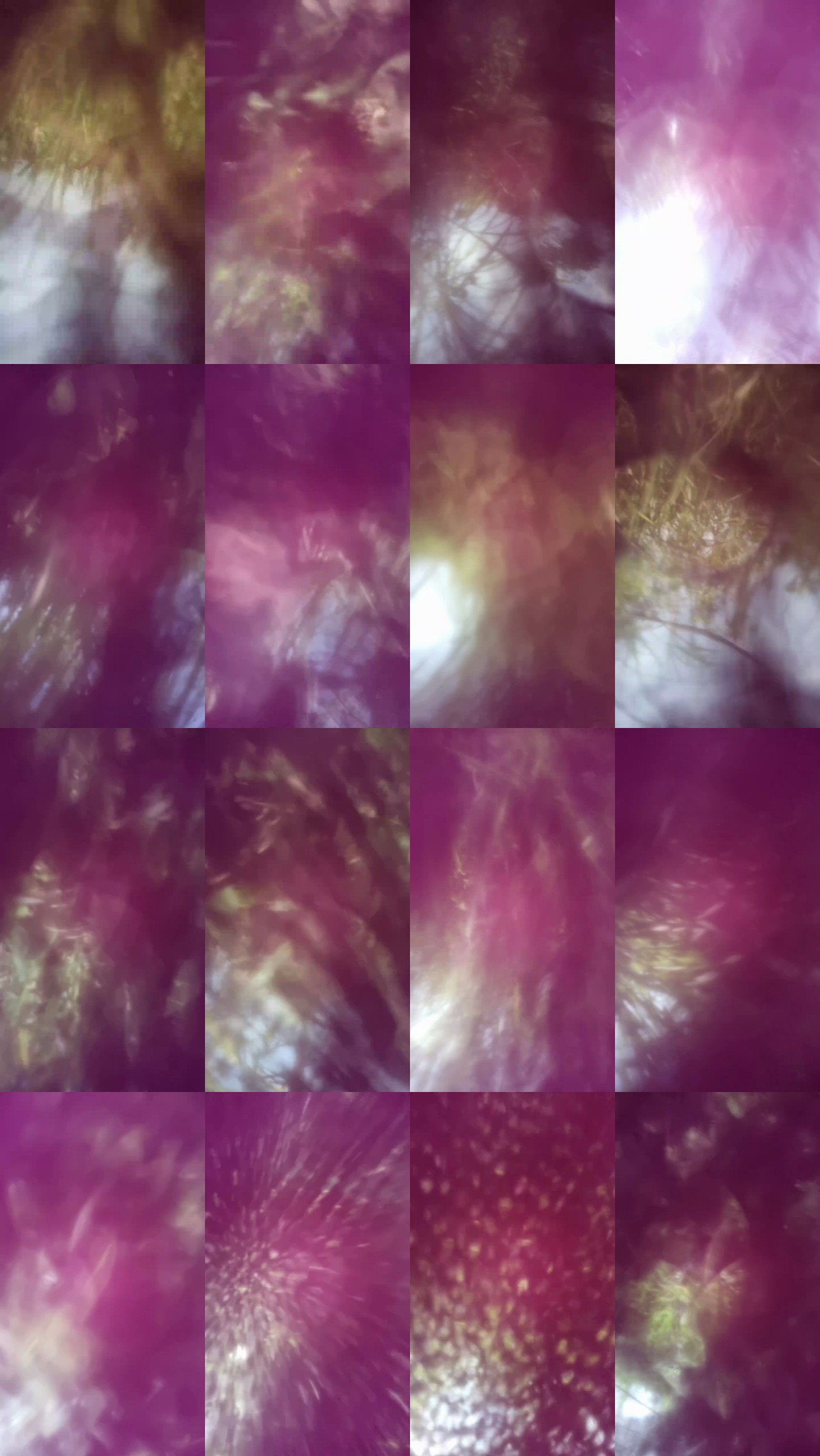 Paulhot18 31-01-2025 Recorded Video beauty
