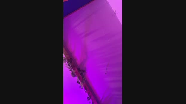 MoliaetLucas 14-02-2025 Recorded Video fuckass