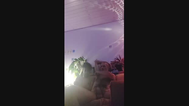 ooproprio 19-02-2025 Recorded Video play