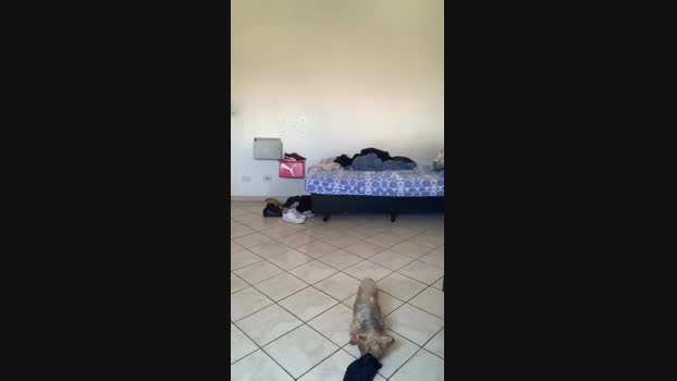 TF20cm 25-02-2025 Recorded Video Video
