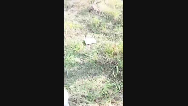 livenews1 09-03-2025 Recorded Video legs