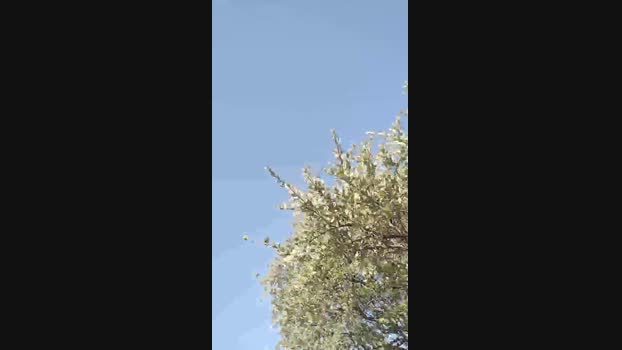 KINTAR 09-03-2025 Recorded Video natural