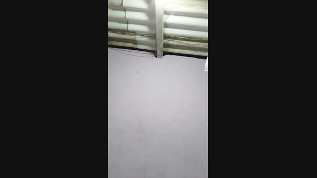 Pirokona_babona 17-03-2025 Recorded Video Recorded