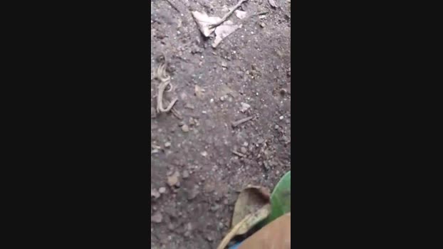 Rafachel 23-03-2025 Recorded Video beauty