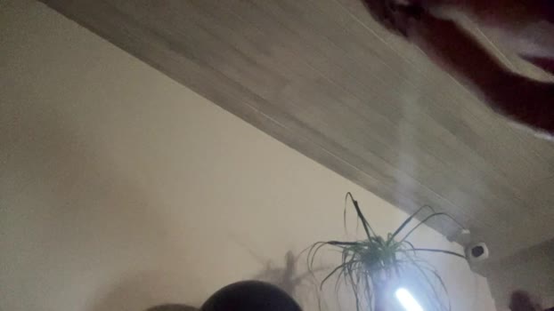 DarksPIGS 28-03-2025 Recorded Video bigcock