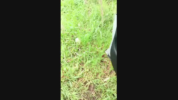 livenews1 29-03-2025 Recorded Video big