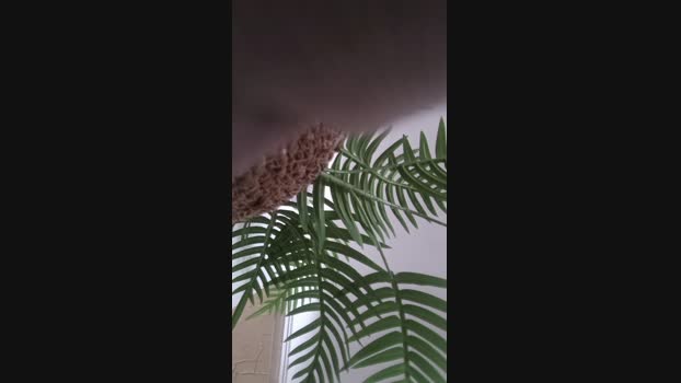 jpollon96 08-04-2025 Recorded Video fingering