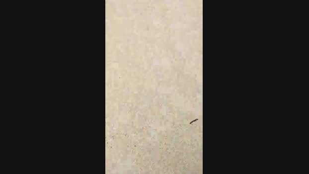 Gatonota 11-04-2025 Recorded Video hard