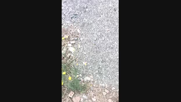 livenews1 25-04-2025 Recorded Video Recorded