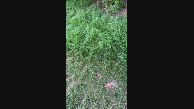 JOREDD 25-04-2025 Recorded Video suckcock