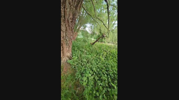 monsterlover 03-05-2025 Recorded Video bigtoys