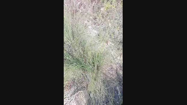 Elpornotuyo1 07-05-2025 Recorded Video kinky